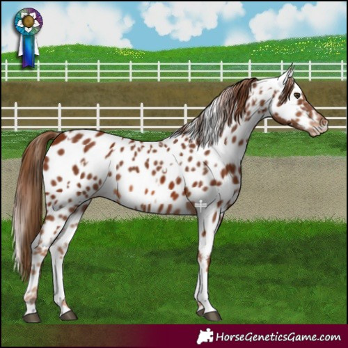 Horse Color:Chestnut Near Leopard  and Chestnut Splash Near Leopard 