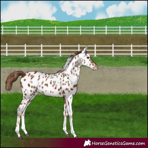 Horse Color:Chestnut Appaloosa and Chestnut Splash Appaloosa