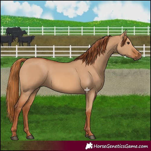 Horse Color:Red Dun