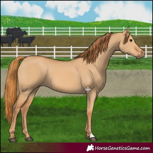 Horse Color:Red Dun