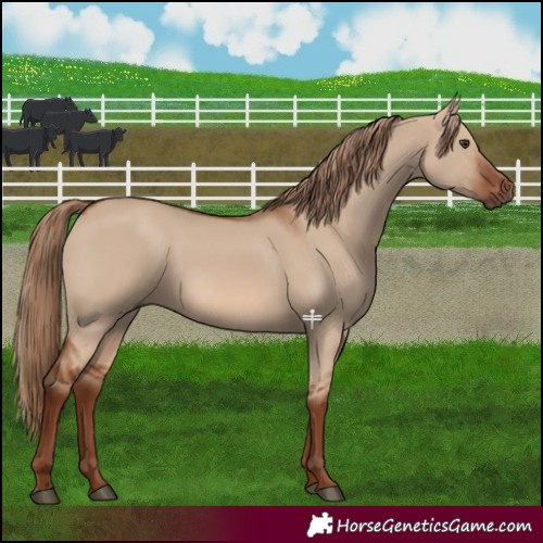 Horse Color:Red Dun 