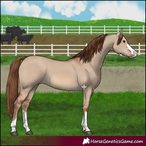 Horse Color:Red Dun