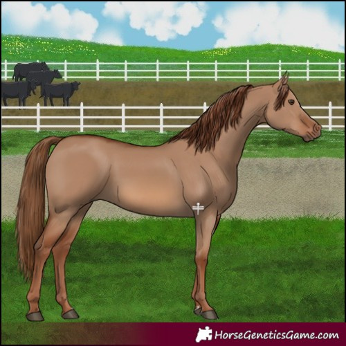 Horse Color:Red Dun 