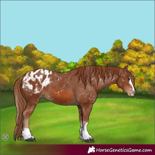Horse Color:Chestnut Appaloosa  and Chestnut Appaloosa 