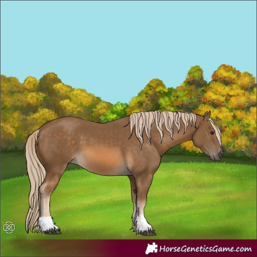 Horse Color:Chocolate Palomino 