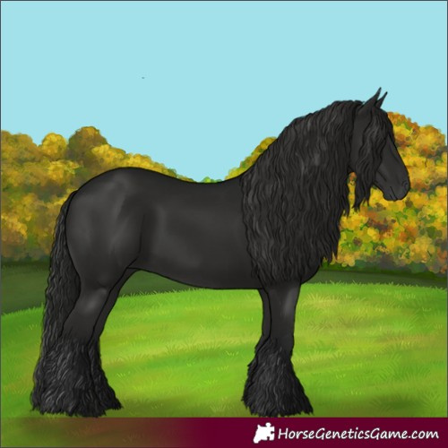 Horse Color:Gray Black 