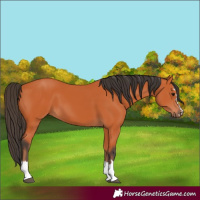 Horse Color:Unknown 