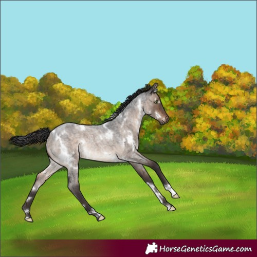 Horse Color:White Spotted Brown Roan Dun Rabicano