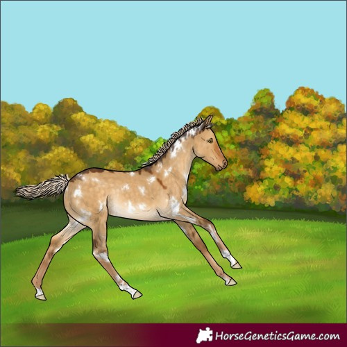Horse Color:White Spotted Chocolate Palomino Dun Rabicano
