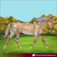 Horse Color:White Spotted Chocolate Palomino Dun Rabicano 