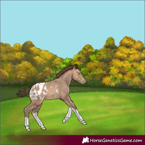 Horse Color:Amber Champagne Sabino Tobiano Appaloosa Rabicano