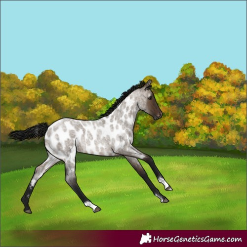 Horse Color:Gray Brown Roan Dun Near Leopard