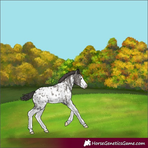 Horse Color:Grullo Sabino Splash Appaloosa