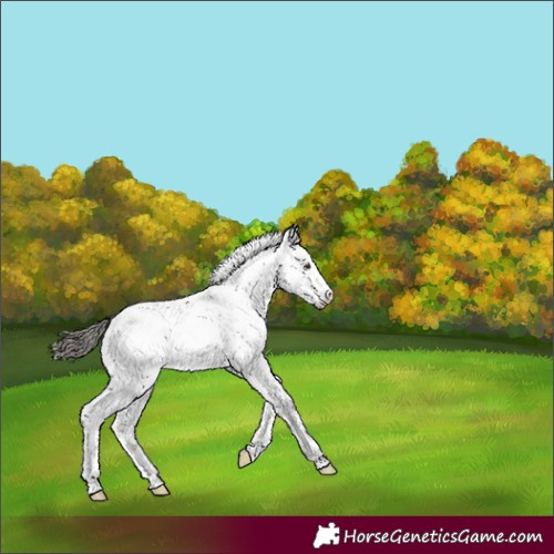 Horse Color:Liver Chestnut Sabino Splash Appaloosa