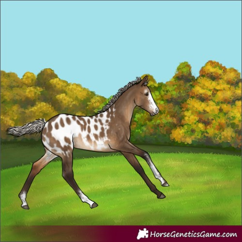 Horse Color:Gray Silver Bay Dun Sabino Blanket Rabicano 