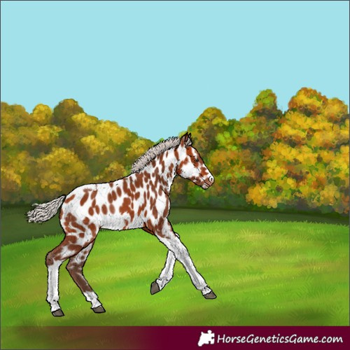 Horse Color:Silver Bay Tobiano Appaloosa Rabicano 