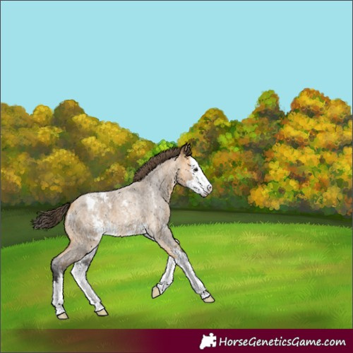 Horse Color:Buckskin Roan Sabino Splash and Buckskin Roan Sabino Splash Appaloosa