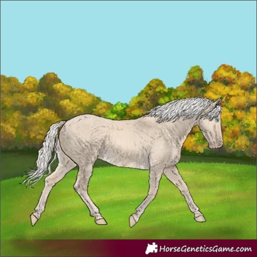 Horse Color:Cremello Dun