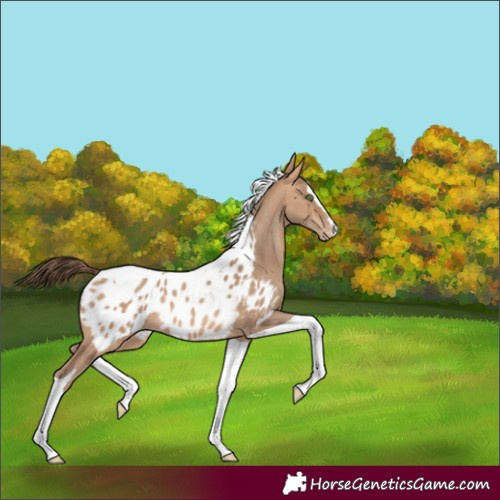 Horse Color:Amber Champagne Sabino Splash Tobiano Appaloosa Rabicano 