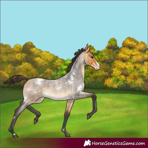 Horse Color:White Spotted Buckskin Roan Appaloosa 