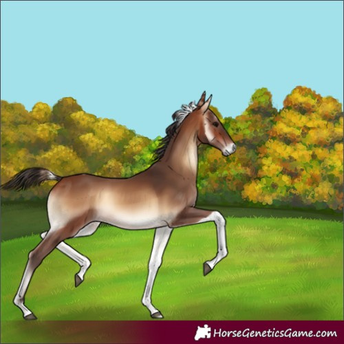 Horse Color:Bay Onyx Tobiano Rabicano 