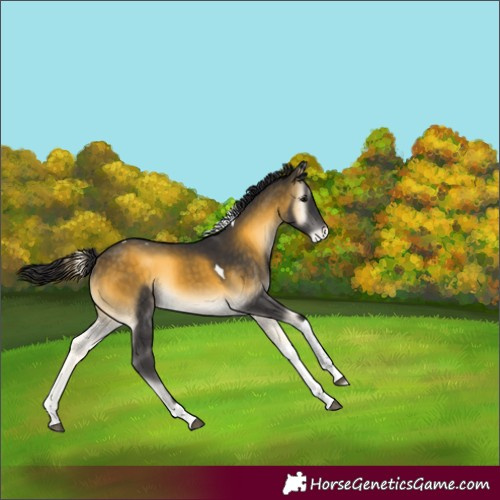 Horse Color:Buckskin Onyx Tobiano Appaloosa Rabicano