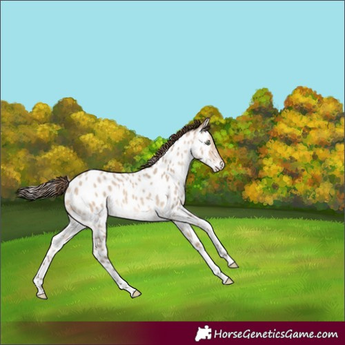 Horse Color:Amber Champagne Dun Tobiano Appaloosa Rabicano 