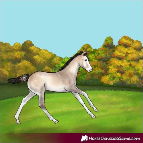 Horse Color:Bay Onyx Splash Rabicano