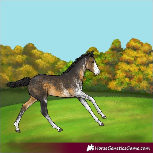 Horse Color:White Spotted Buckskin 
