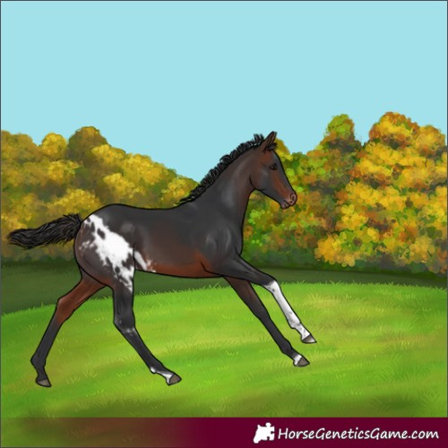 Horse Color:Brown Tobiano Skewed Appaloosa