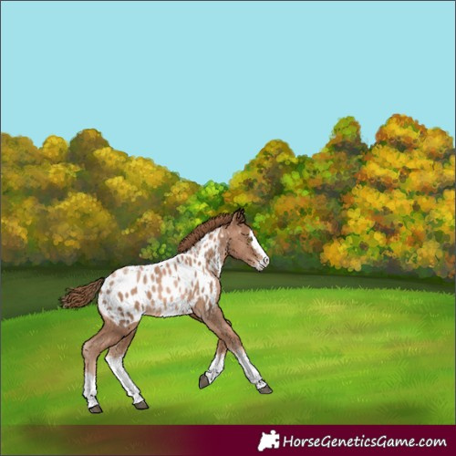 Horse Color:Liver Chestnut Pearl Sabino Splash Appaloosa