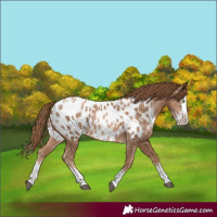 Horse Color:Liver Chestnut Pearl Sabino Splash Near Leopard
