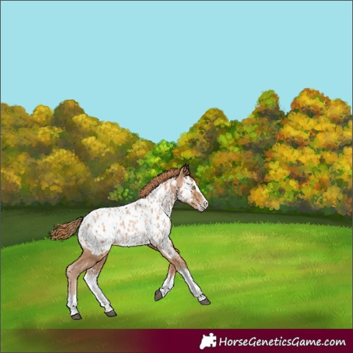 Horse Color:Chestnut Pearl Sabino Splash Appaloosa