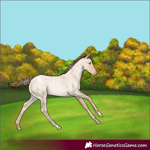 Horse Color:White Spotted Buckskin Roan Pearl 