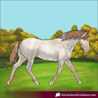 Horse Color:White Spotted Buckskin Roan Pearl 