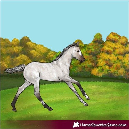 Horse Color:White Spotted Silver Brown Roan Dun