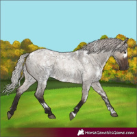 Horse Color:White Spotted Silver Brown Roan Dun 