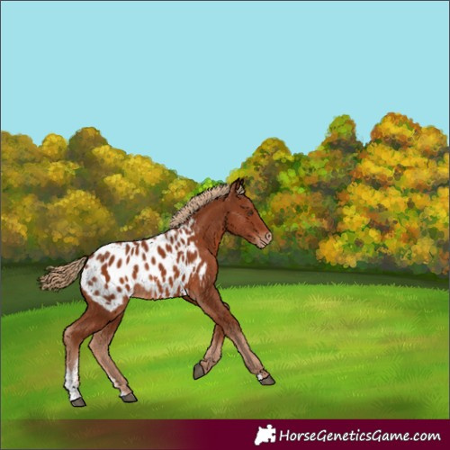 Horse Color:Chestnut Sabino Appaloosa Rabicano 