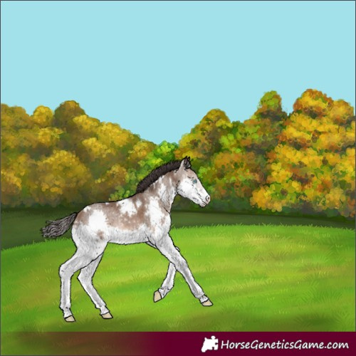 Horse Color:White Spotted Brown Dun Splash 