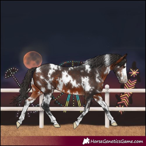 Horse Color:White Spotted Bay 