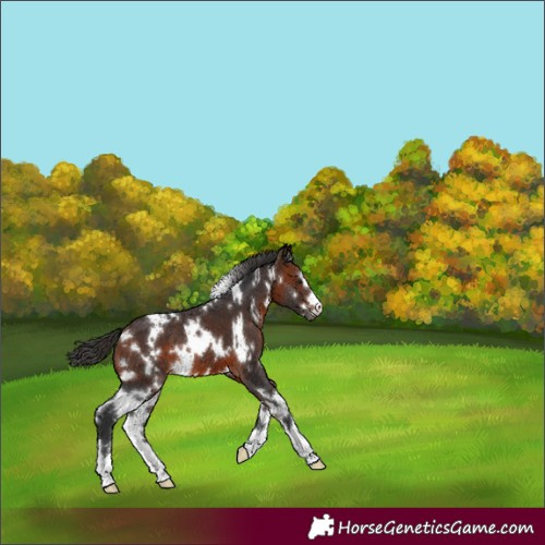 Horse Color:White Spotted Bay 