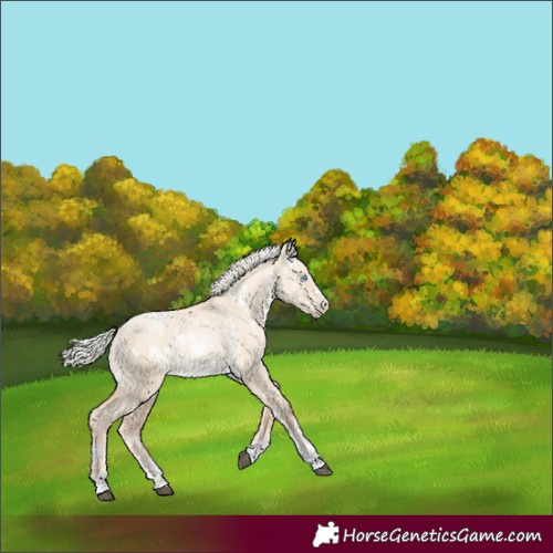 Horse Color:White Spotted Silver Brown Snowdrop Pearl Dun