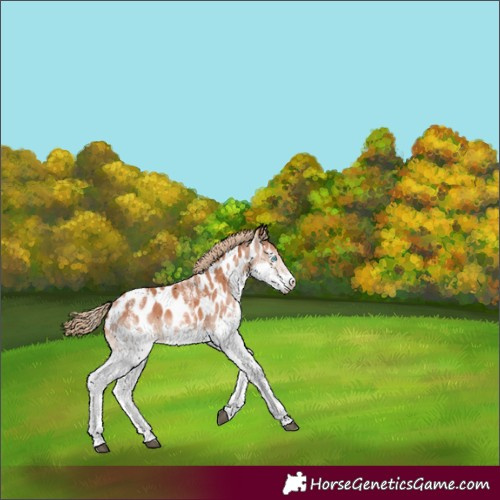 Horse Color:Powder White Chestnut Splash Appaloosa