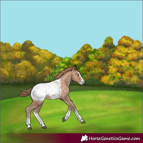 Horse Color:Black Pearl Sabino Splash Appaloosa