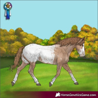 Horse Color:Black Pearl Sabino Splash Snowcap 
