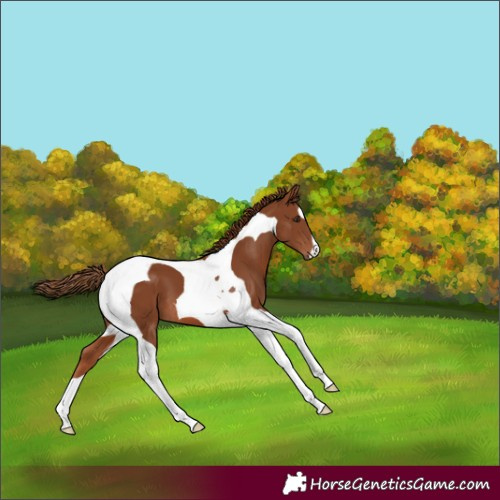Horse Color:Chestnut Tobiano