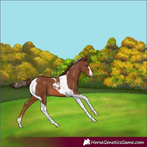 Horse Color:Chestnut Tobiano 