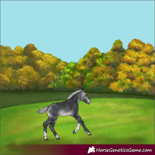 Horse Color:Silver Bay Chinchilla Tobiano 