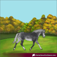Horse Color:Silver Bay Chinchilla Tobiano