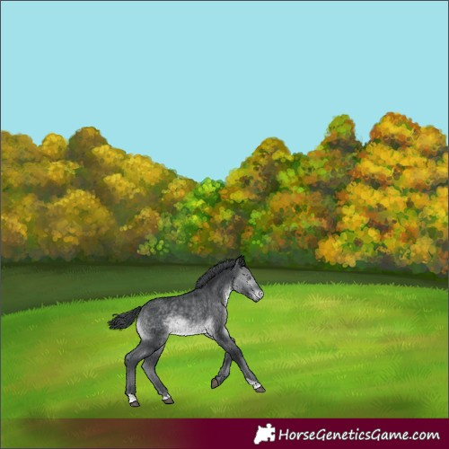 Horse Color:Brown Chinchilla
